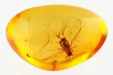 Detailed Fossil Winged Aphid (Aphidoidea) in Baltic Amber #367394-1